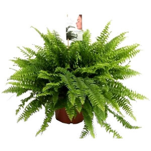 Нефролепис  Грин Леди  30 см.